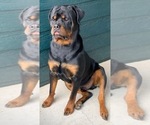 Small #7 Rottweiler