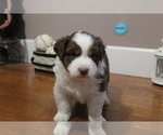 Small Photo #4 Australian Shepherd Puppy For Sale in SEARS, MI, USA
