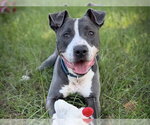 Small #1 American Staffordshire Terrier Mix