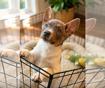 Small #2 Australian Shepherd Mix