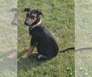 Doberman Pinscher-German Shepherd Dog Mix Dogs for adoption in Aurora, OH, USA