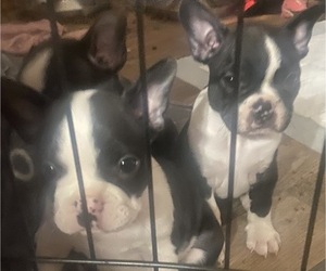 Faux Frenchbo Bulldog Puppy for sale in LAKE WYLIE, SC, USA