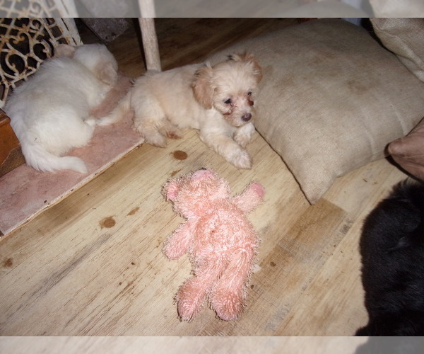 Medium Photo #4 Zuchon Puppy For Sale in INGLESIDE, TX, USA