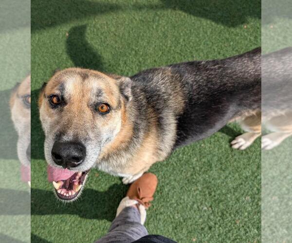 Medium Photo #4 German Shepherd Dog-Unknown Mix Puppy For Sale in Rockwall, TX, USA