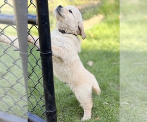 Golden Retriever Puppy for sale in CHIPPEWA FALLS, WI, USA