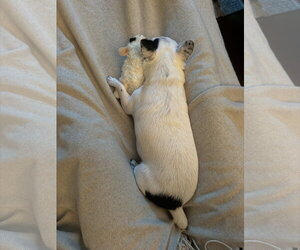 Biscuit - Female Chihuahua-Unknown Mix Dog for Adoption - Photo #4