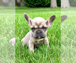 Small #6 French Bulldog