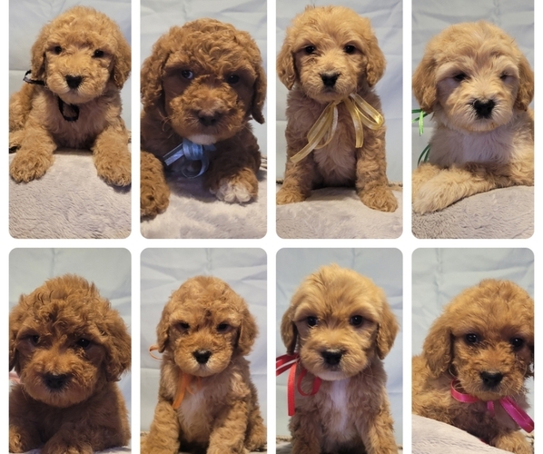 Medium Photo #1 Goldendoodle Puppy For Sale in CLYDE, TX, USA