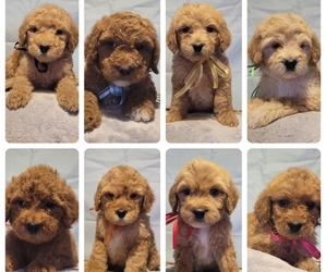 Goldendoodle Puppy for sale in CLYDE, TX, USA