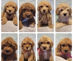 Small Photo #1 Goldendoodle Puppy For Sale in CLYDE, TX, USA