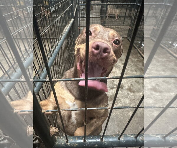 Medium Photo #5 American Staffordshire Terrier-Unknown Mix Puppy For Sale in Jackson, MS, USA