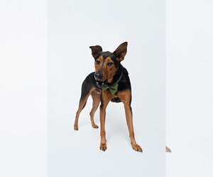 Ziggy - Male Doberman Pinscher-Unknown Mix Dog for Adoption - Photo #7