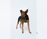 Small #6 Doberman Pinscher Mix