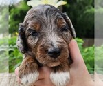 Small #3 F2 Aussiedoodle