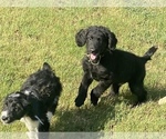 Small Photo #6 Goldendoodle Puppy For Sale in MANSFIELD, TX, USA