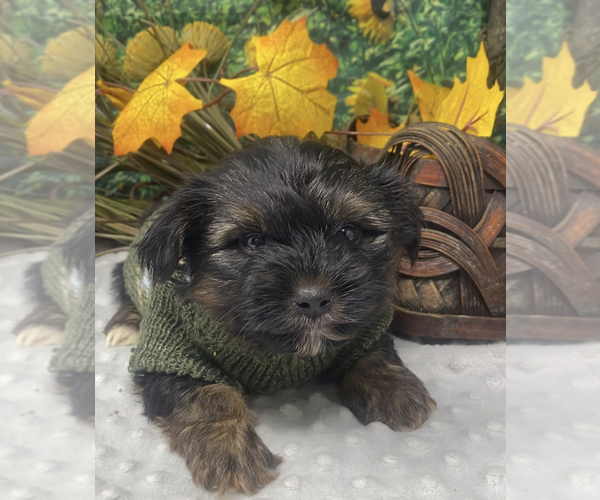 Medium Photo #2 Shorkie Tzu Puppy For Sale in SELLERSBURG, IN, USA