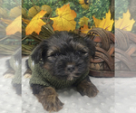 Small #1 Shorkie Tzu