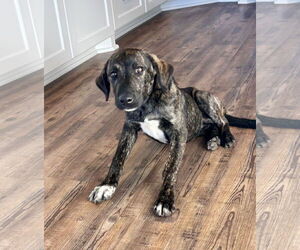 Catahoula Leopard Dog-Plott Hound Mix Dogs for adoption in Wakefield, RI, USA