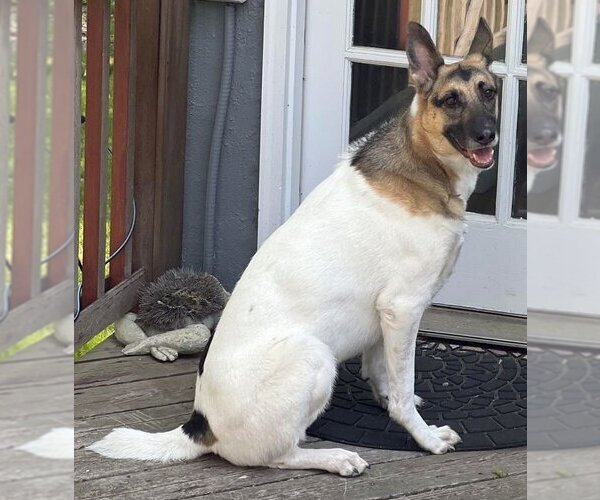 Medium Photo #11 German Shepherd Dog-Unknown Mix Puppy For Sale in Boonton, NJ, USA