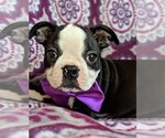 Small Photo #5 Boston Terrier Puppy For Sale in LANCASTER, PA, USA