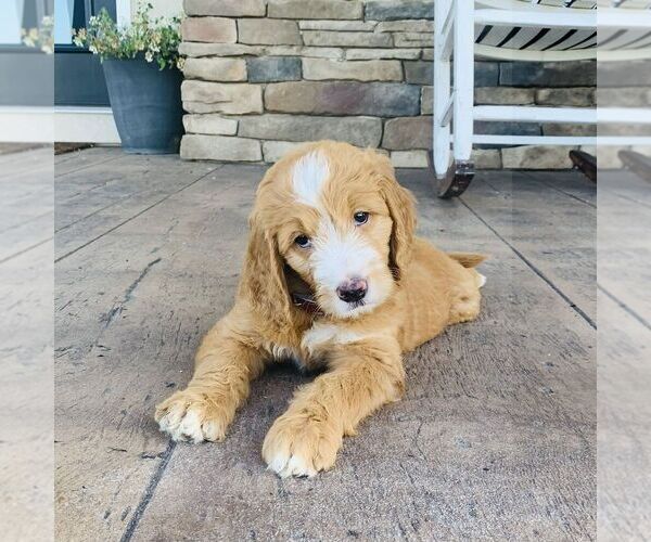 Medium Photo #3 Goldendoodle Puppy For Sale in GORDONVILLE, PA, USA