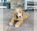 Small #2 Goldendoodle