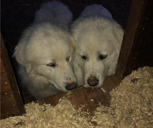 Father of the Great Pyrenees puppies born on 05/14/2019