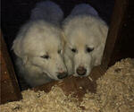 Small Photo #1 Great Pyrenees Puppy For Sale in AMELIA, VA, USA