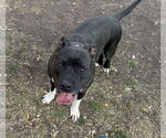 Small #9 American Pit Bull Terrier Mix