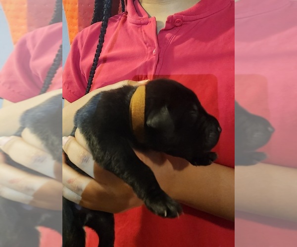 Medium Photo #1 Cane Corso Puppy For Sale in CHICAGO, IL, USA