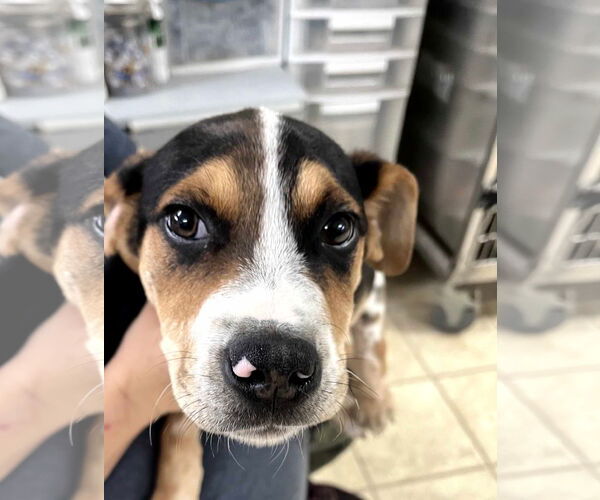 Medium Photo #4 Beagle-Unknown Mix Puppy For Sale in Frenchburg, KY, USA