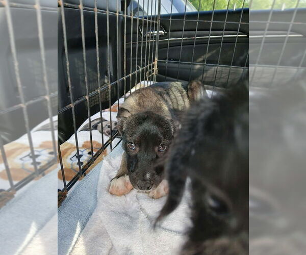 Medium Photo #4 German Shepherd Dog-Unknown Mix Puppy For Sale in Oak Bluffs, MA, USA