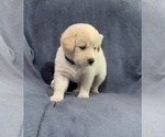 Small Photo #3 Golden Labrador Puppy For Sale in LIVE OAK, FL, USA