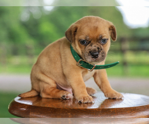 Jug Puppy for sale in LIBERTY, KY, USA
