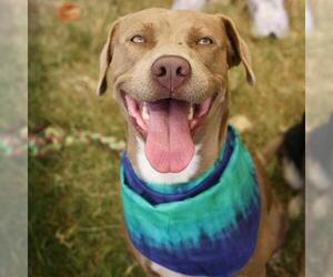 American Staffordshire Terrier-Unknown Mix Dogs for adoption in San Antonio, TX, USA