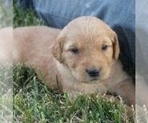 Golden Retriever Puppy for sale in SAINT IGNATIUS, MT, USA