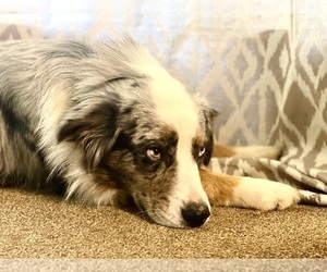 Father of the Australian Shepherd puppies born on 04/03/2025