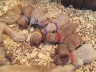 Golden Retriever Puppy for sale in RICHLAND, MO, USA