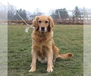 Mother of the Golden Retriever puppies born on 01/12/2020