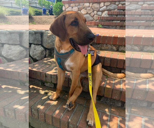 Medium Photo #2 Labloodhound Puppy For Sale in New York, NY, USA