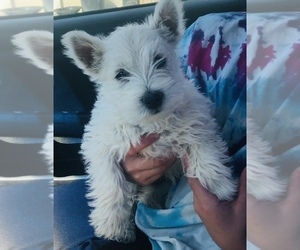 West Highland White Terrier Puppy for Sale in PUEBLO, Colorado USA