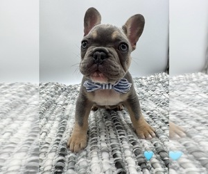 French Bulldog Puppy for sale in PLEASANTON, CA, USA