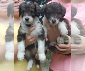 Collie-Poodle (Miniature) Mix Puppy for Sale in PERU, Indiana USA
