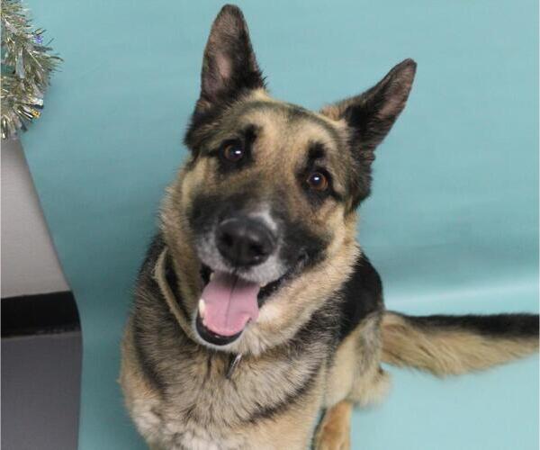 Medium Photo #1 German Shepherd Dog Puppy For Sale in Fort Collins, CO, USA
