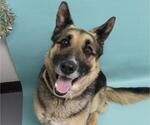 Small German Shepherd Dog