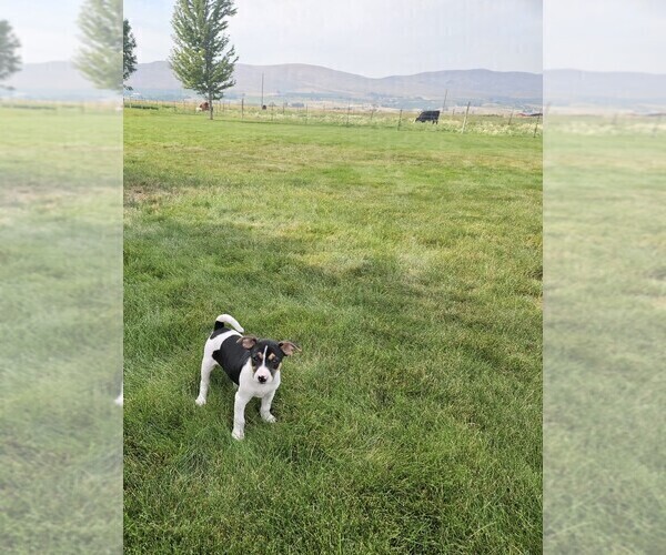 Medium Photo #6 Rat Terrier Puppy For Sale in ELLENSBURG, WA, USA