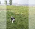 Small Photo #6 Rat Terrier Puppy For Sale in ELLENSBURG, WA, USA