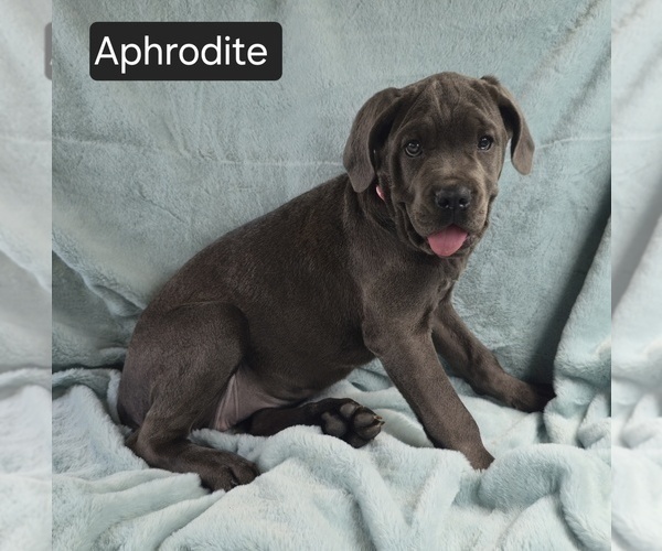 Medium Photo #9 Cane Corso Puppy For Sale in MINERAL WELLS, WV, USA
