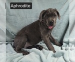 Small #8 Cane Corso