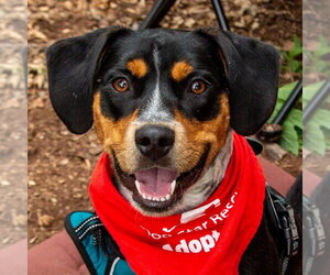 Roy - Male Mutt Dog for Adoption - Photo #21
